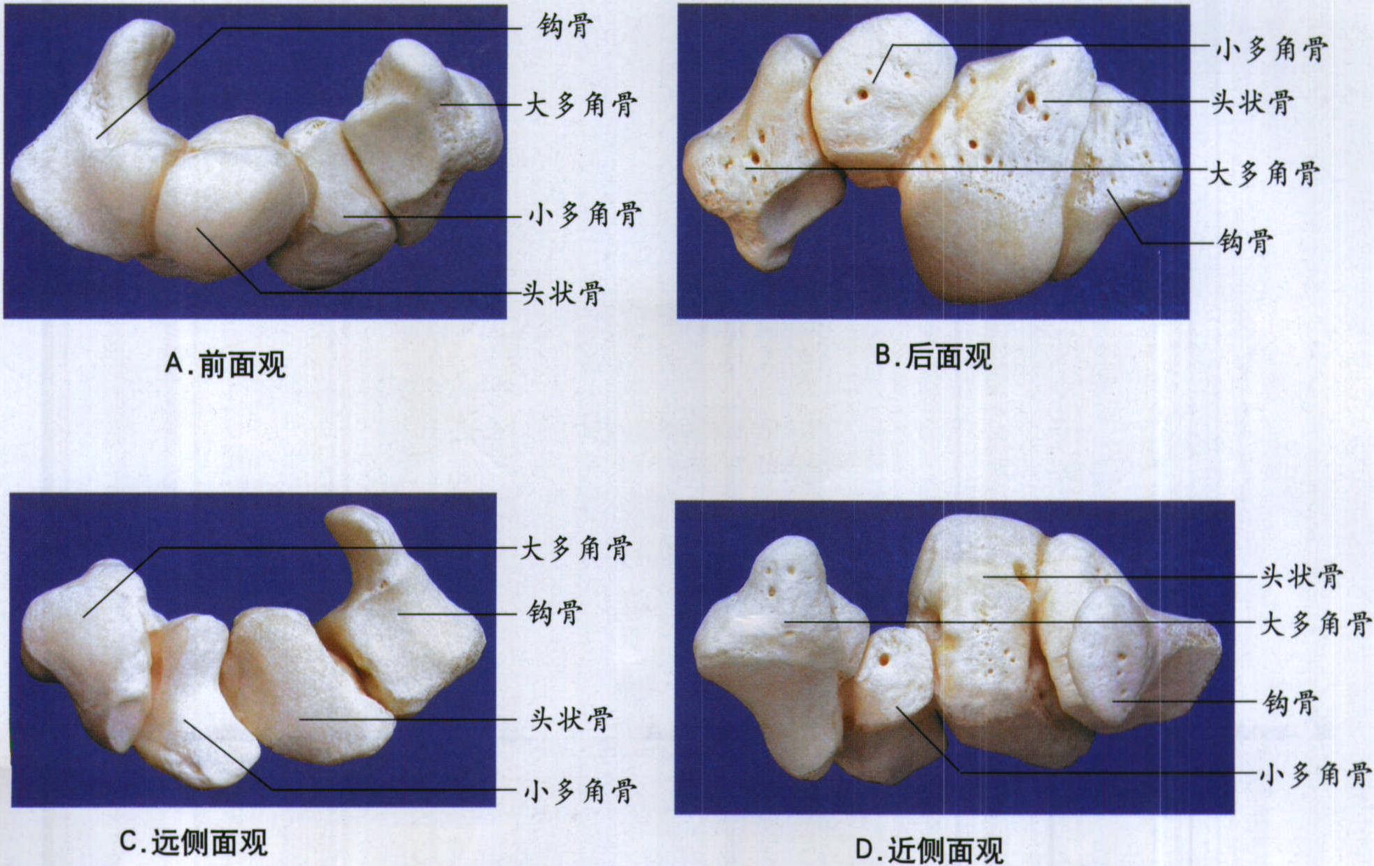 图4-11 远侧排腕骨